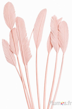 Panicule zwaan - 30-35 cm - beige roze